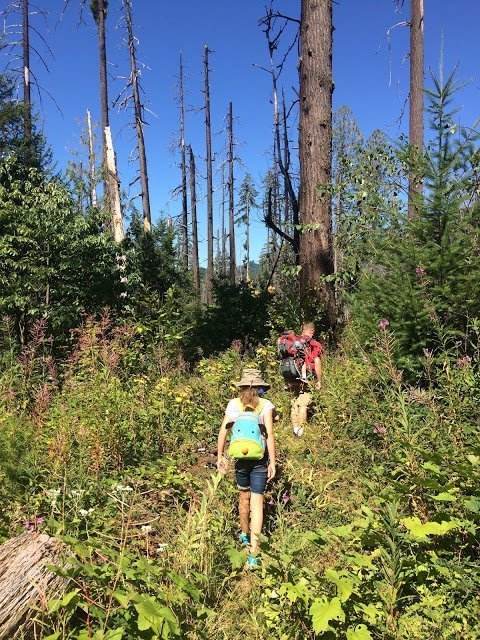 The trail to Slick Creek Cave is through an old wildfire.  The trees are black and losing bark, but there is abundant undergrowth and new trees growing.