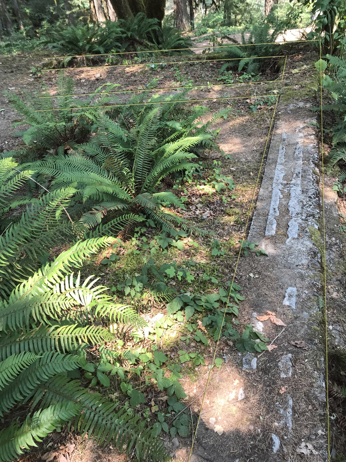 Remnants of a concrete foundation surrounded by ferns.