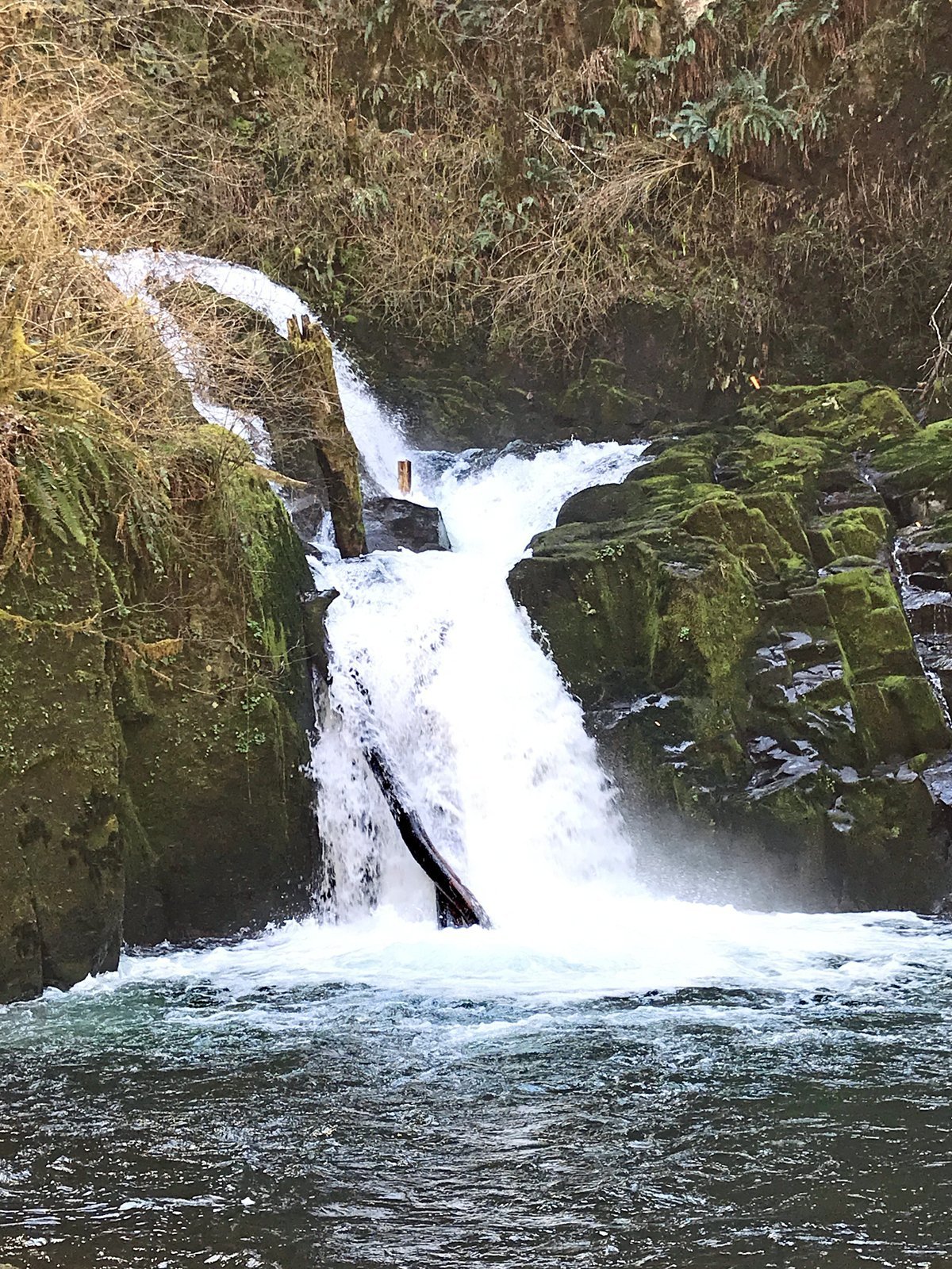 Sweet Creek Falls, a waterfall near Eugene, Oregon