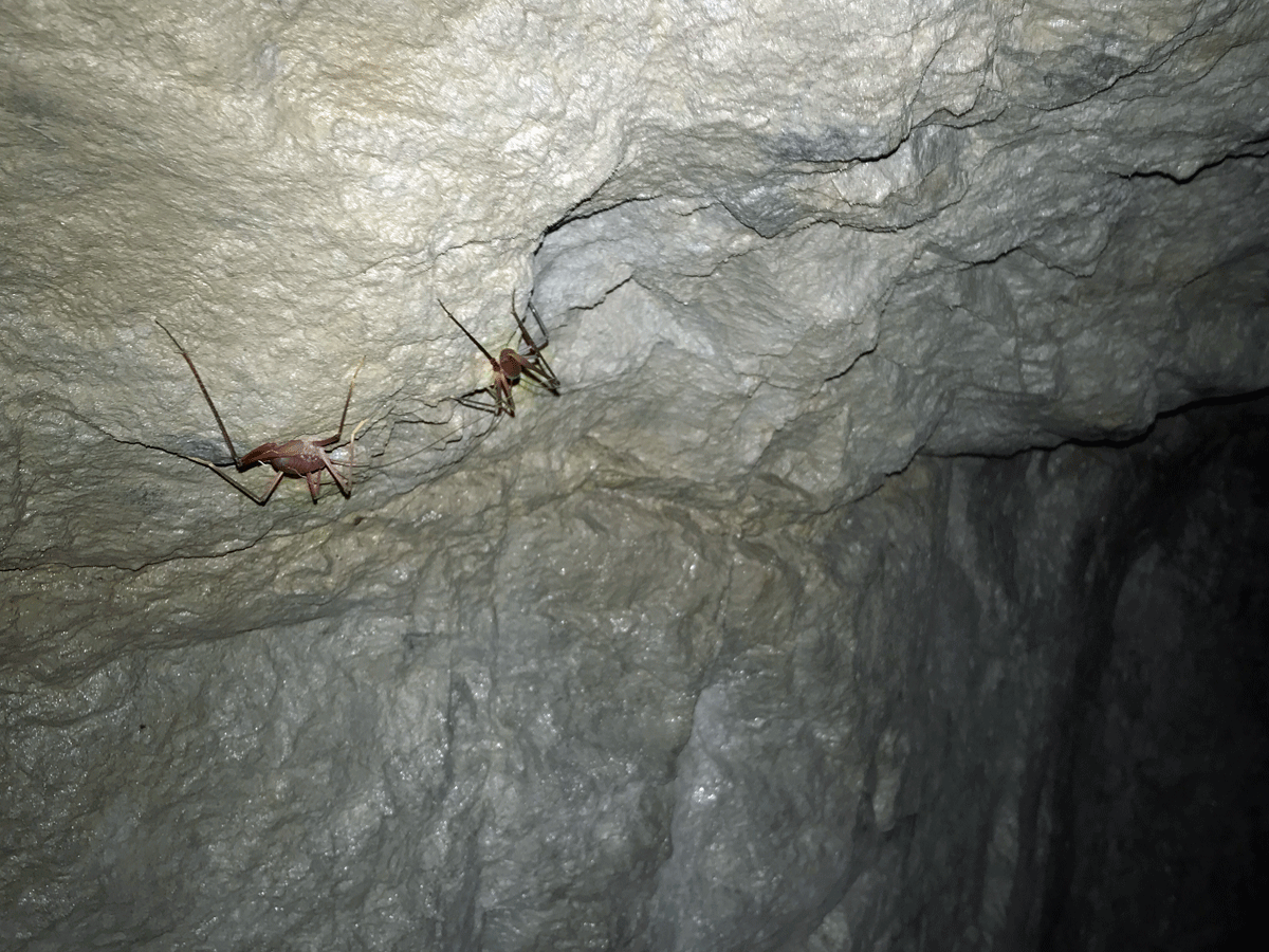 Cave crickets inside Silver King Mine in Oregon