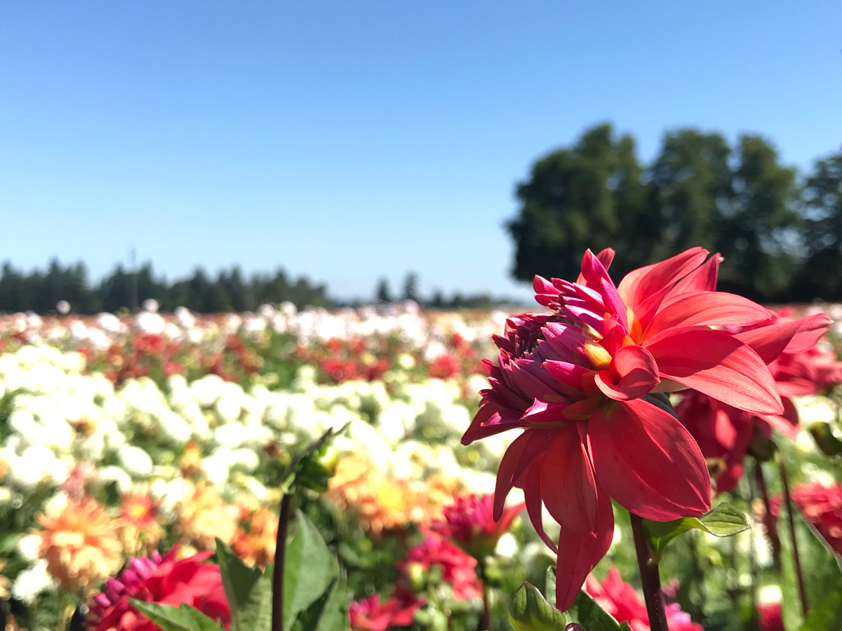 Dahlias at the Swan Island Dahlia farm in Oregon. Flower festivals in Oregon.