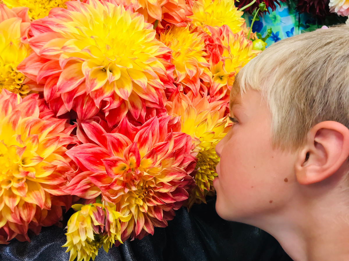 Visit Swan Island Dahlias with your kids! Flower farms in Oregon 