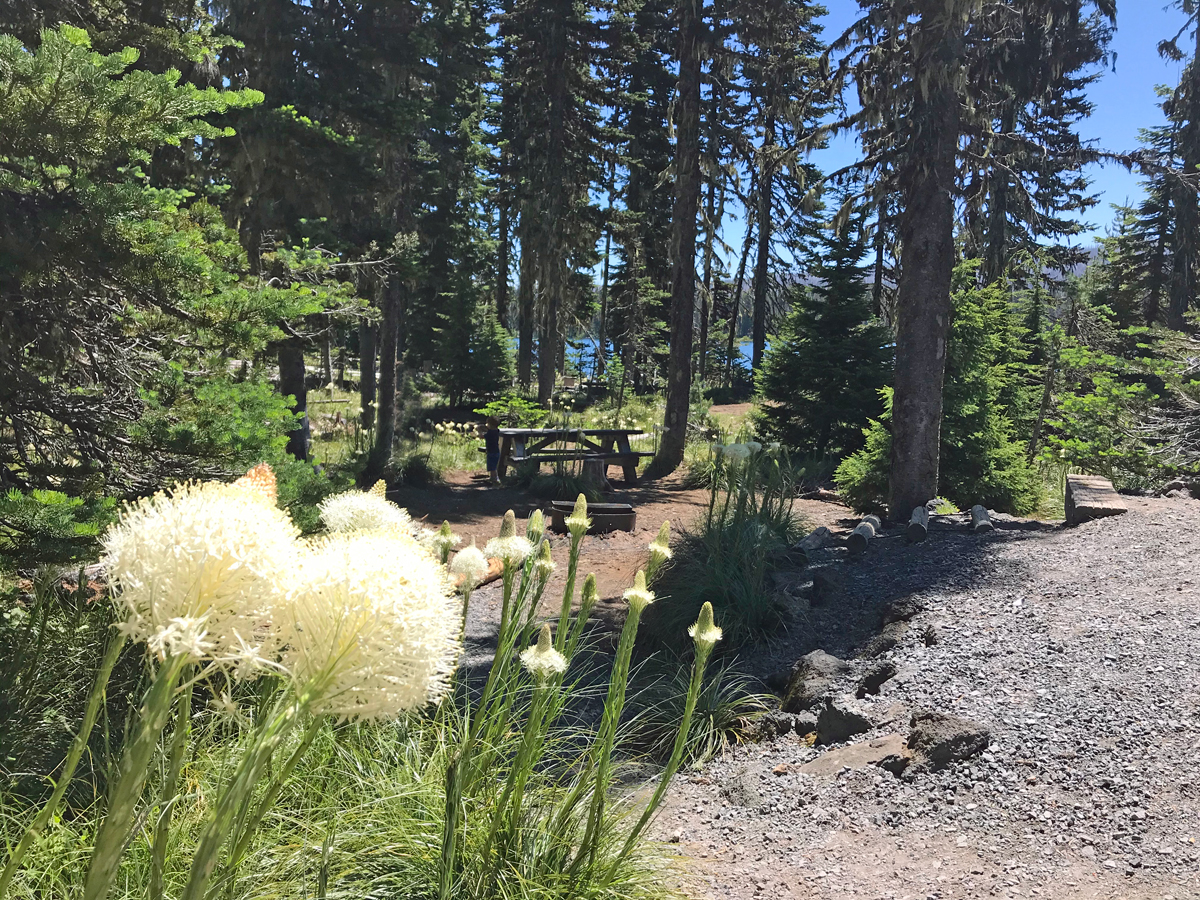 Bear Grass flowers at Big Lake, Oregon