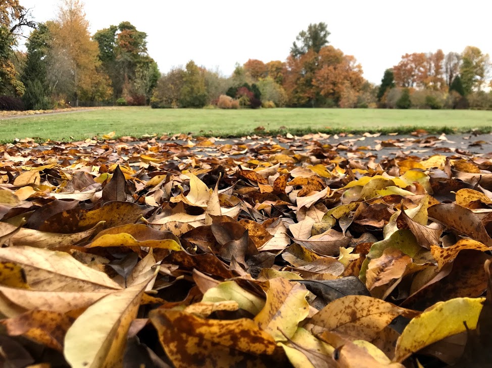 Autumn in Wallace Ruff Magnolia Park in Springfield