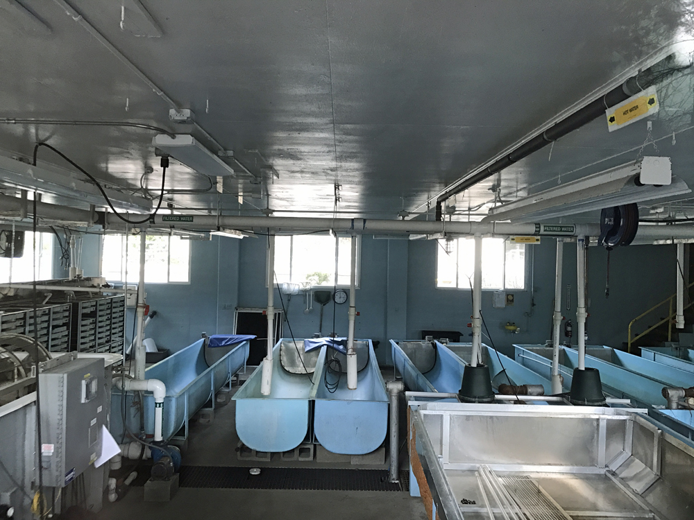 Inside the Leaburg Fish Hatchery, several long, slender basins are empty. 