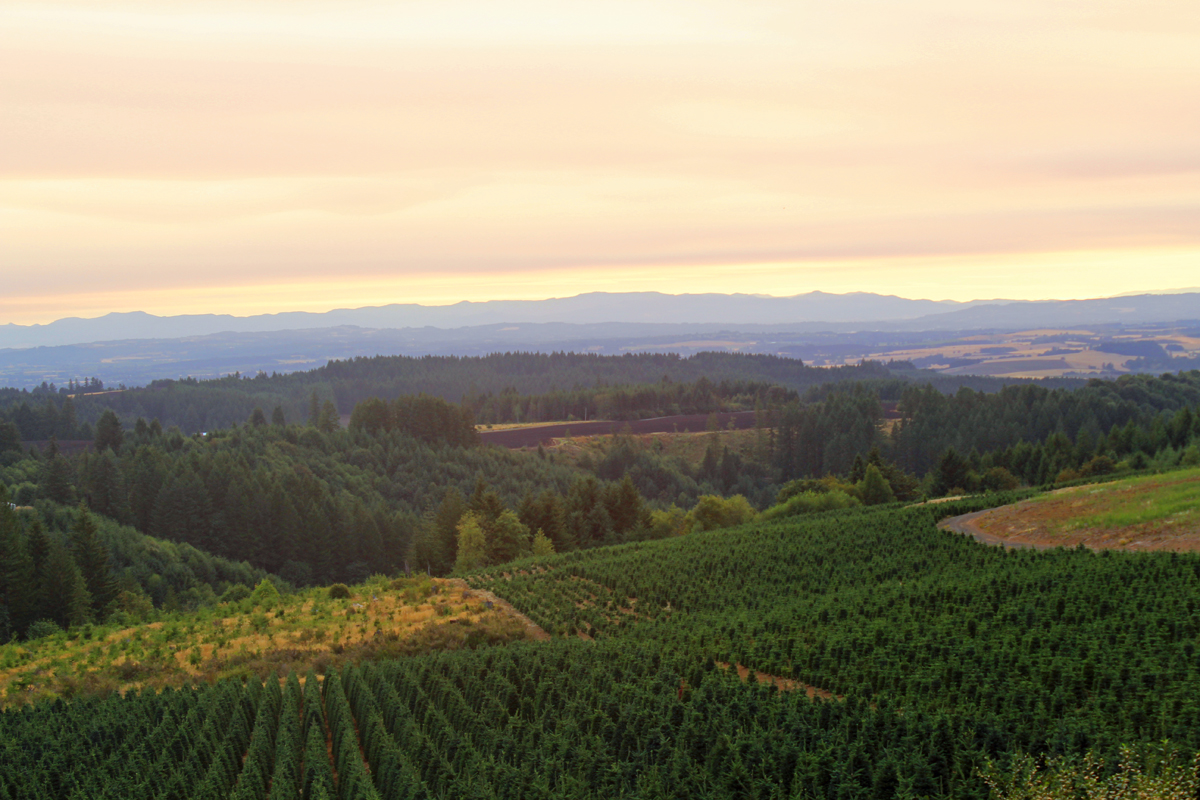 A view of farmland surrounding Silver Falls State Park, at sunset.