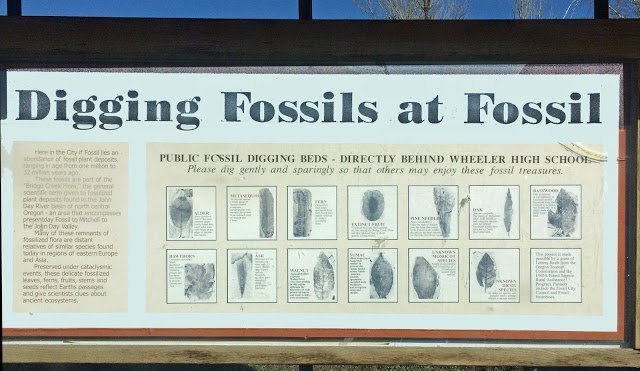 Fossil collecting with kids in Fossil, Oregon